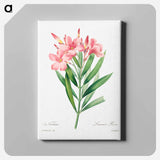 アートパネル-Oleander - ピエール ジョゼフ ルドゥーテ Canvas.