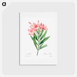 アートポストカード-Oleander - ピエール ジョゼフ ルドゥーテ Postcard.