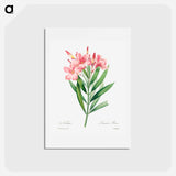 アートポストカード-Oleander - ピエール ジョゼフ ルドゥーテ Postcard.