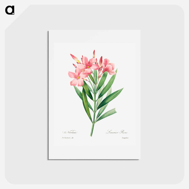 アートポストカード-Oleander - ピエール ジョゼフ ルドゥーテ Postcard.