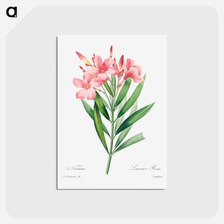 アートポストカード-Oleander - ピエール ジョゼフ ルドゥーテ Postcard.