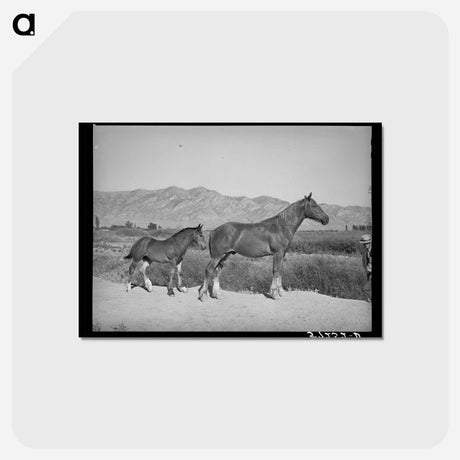 アートポストカード-Colts From FSA Cooperative Sire
 - ラッセル リー Postcard.