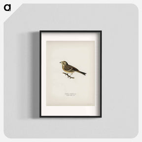 アートポスター-Yellowhammer
 - スヴェンスカ フォグラル Poster.