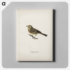 アートパネル-Yellowhammer
 - スヴェンスカ フォグラル Canvas.