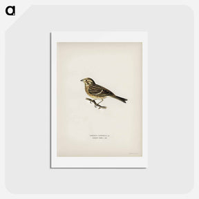 アートポストカード-Yellowhammer
 - スヴェンスカ フォグラル Postcard.