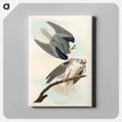 アートパネル-Black-Winged Hawk from Birds of America
 - アメリカの鳥たち Canvas.