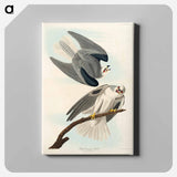 アートパネル-Black-Winged Hawk from Birds of America
 - アメリカの鳥たち Canvas.