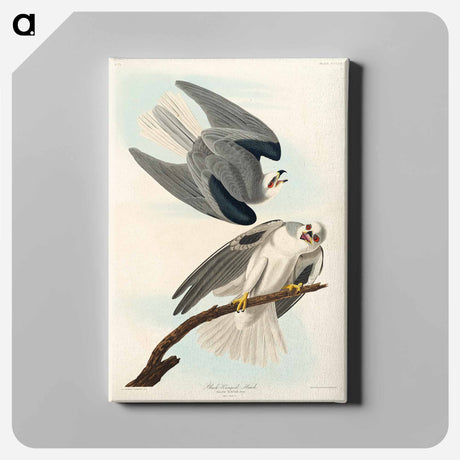 アートパネル-Black-Winged Hawk from Birds of America
 - アメリカの鳥たち Canvas.
