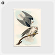 アートポストカード-Black-Winged Hawk from Birds of America
 - アメリカの鳥たち Postcard.