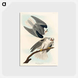 アートポストカード-Black-Winged Hawk from Birds of America
 - アメリカの鳥たち Postcard.