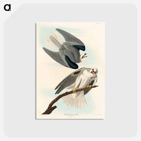 アートポストカード-Black-Winged Hawk from Birds of America
 - アメリカの鳥たち Postcard.