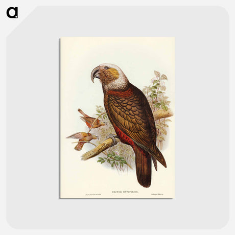アートポストカード-Ka-ka Parrot
 - オーストラリアの鳥 Postcard.