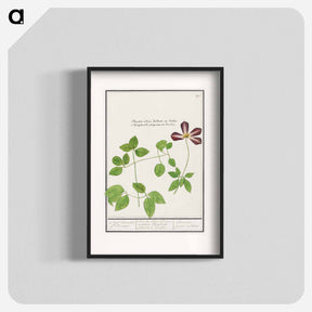 アートポスター-Clematis - アンセルムス ボエティウス デ ブート Poster.