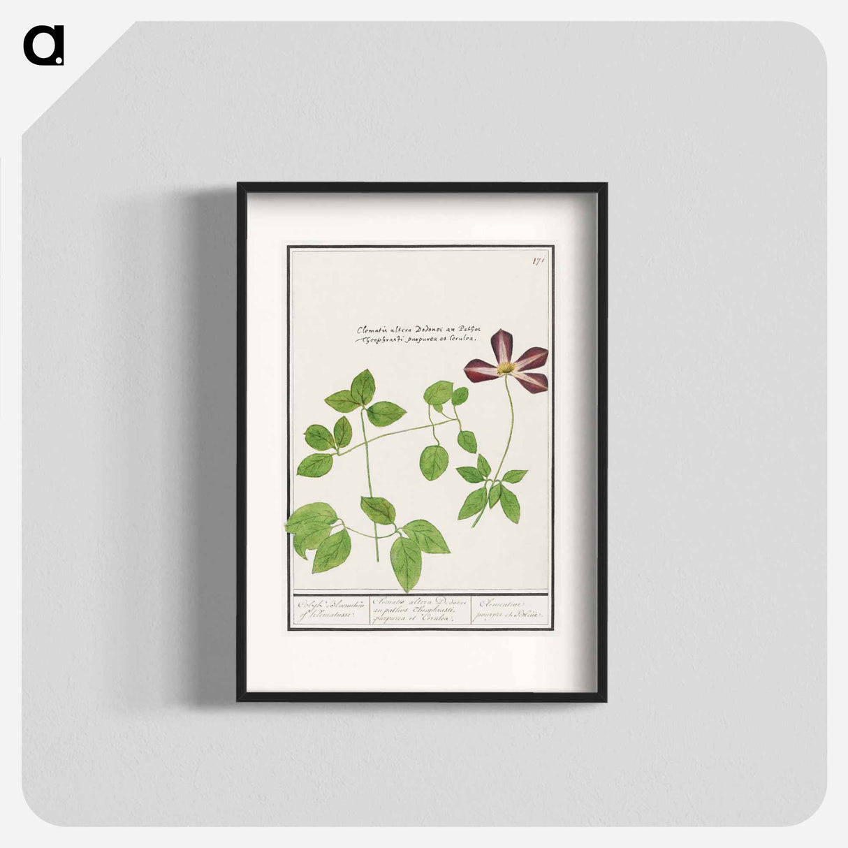 Clematis - アンセルムス ボエティウス デ ブート Poster.