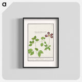 Clematis - アンセルムス ボエティウス デ ブート Poster.