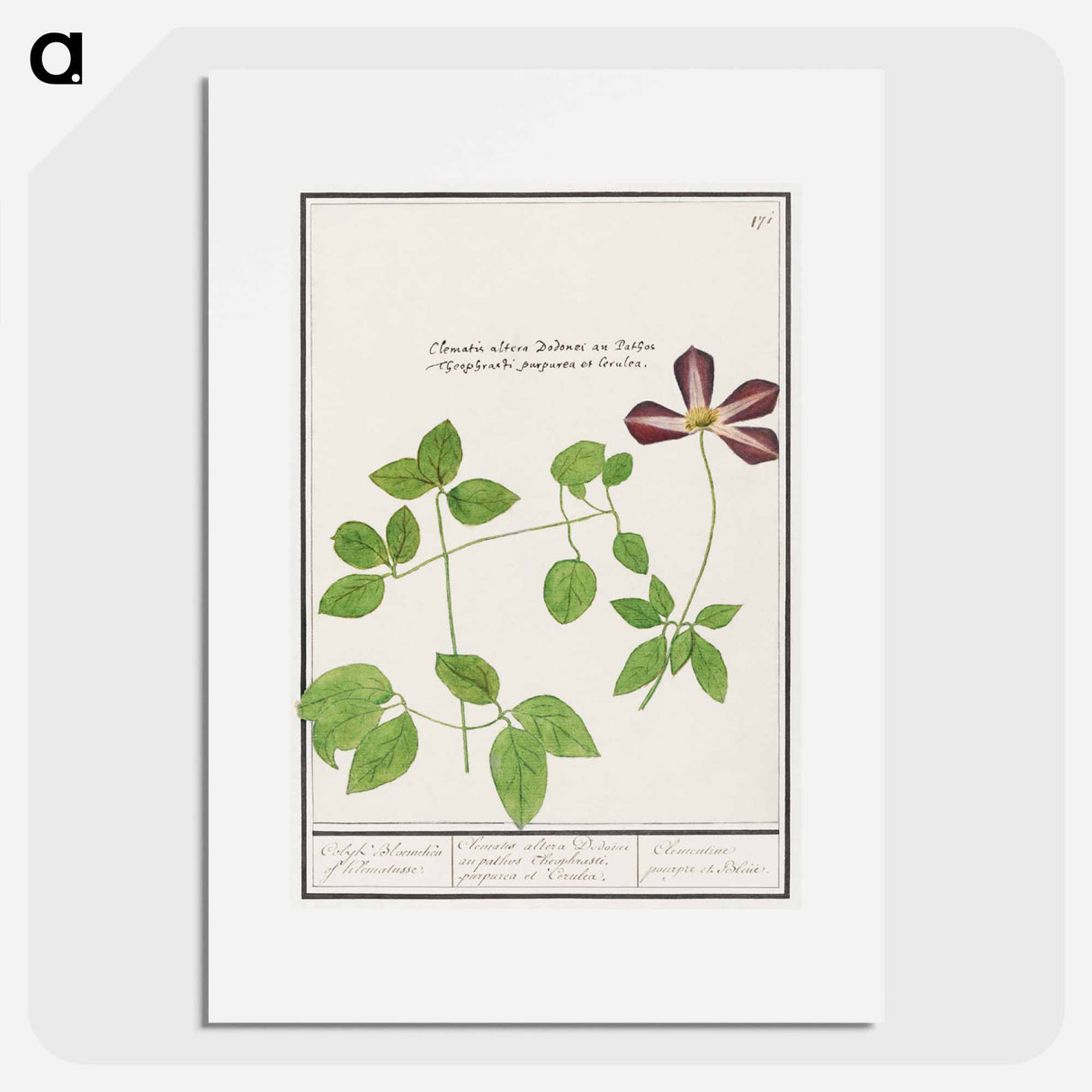 Clematis - アンセルムス ボエティウス デ ブート Poster.