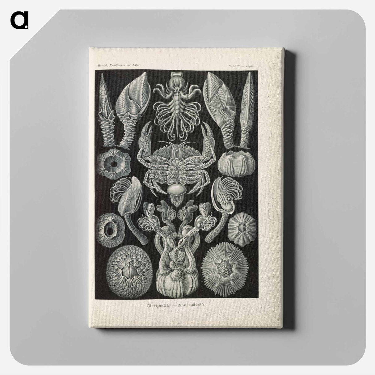 Marine life illustration - エルンスト ヘッケル Canvas.
