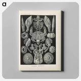 Marine life illustration - エルンスト ヘッケル Canvas.
