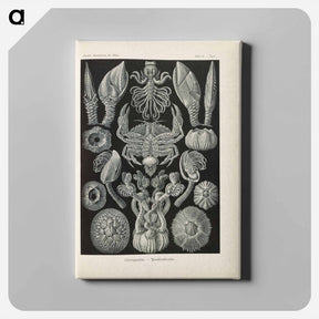 アートパネル-Marine life illustration - エルンスト ヘッケル Canvas.