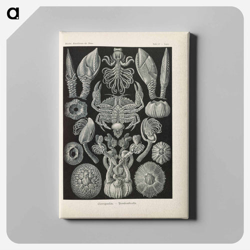 Marine life illustration - エルンスト ヘッケル Canvas.