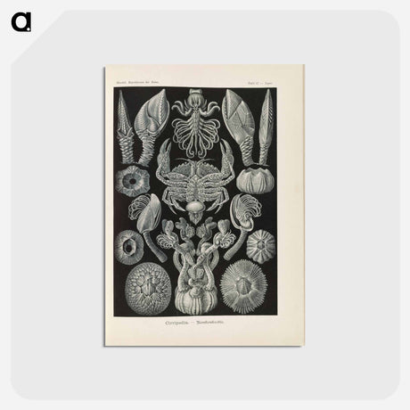 アートポストカード-Marine life illustration - エルンスト ヘッケル Postcard.