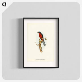 アートポスター-Chestnut-breasted Cuckoo
 - ジョン グールド Poster.