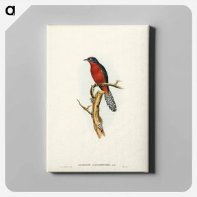 アートパネル-Chestnut-breasted Cuckoo
 - ジョン グールド Canvas.