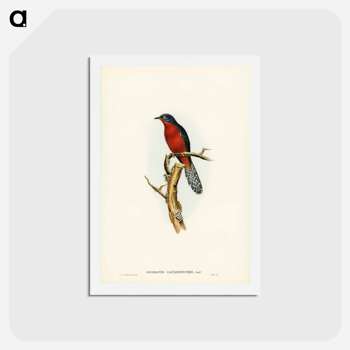アートポストカード-Chestnut-breasted Cuckoo
 - ジョン グールド Postcard.