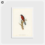 アートポストカード-Chestnut-breasted Cuckoo
 - ジョン グールド Postcard.