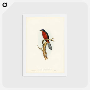 アートポストカード-Chestnut-breasted Cuckoo
 - ジョン グールド Postcard.