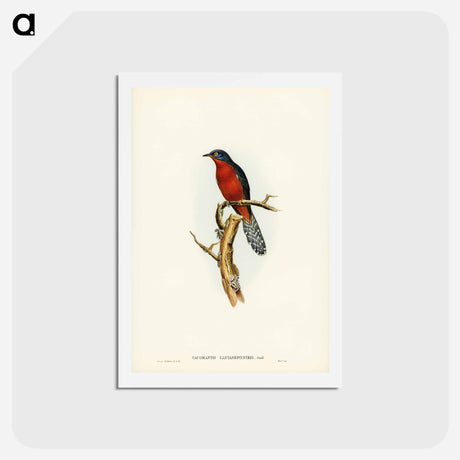 アートポストカード-Chestnut-breasted Cuckoo
 - ジョン グールド Postcard.