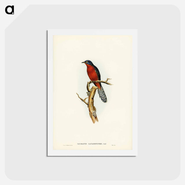 アートポストカード-Chestnut-breasted Cuckoo
 - ジョン グールド Postcard.