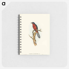 アートメモ帳-Chestnut-breasted Cuckoo
 - ジョン グールド Memo.