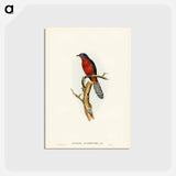 アートポストカード-Chestnut-breasted Cuckoo
 - ジョン グールド Postcard.