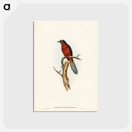 アートポストカード-Chestnut-breasted Cuckoo
 - ジョン グールド Postcard.