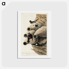 アートポストカード-Republican, or Cliff Swallow
 - ジョン ジェームス オーデュボン Postcard.