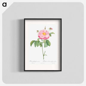 アートポスター-Marbled or speckled Provins rose, Rosa gallica flore marmoreo - ピエール ジョゼフ ルドゥーテ Poster.