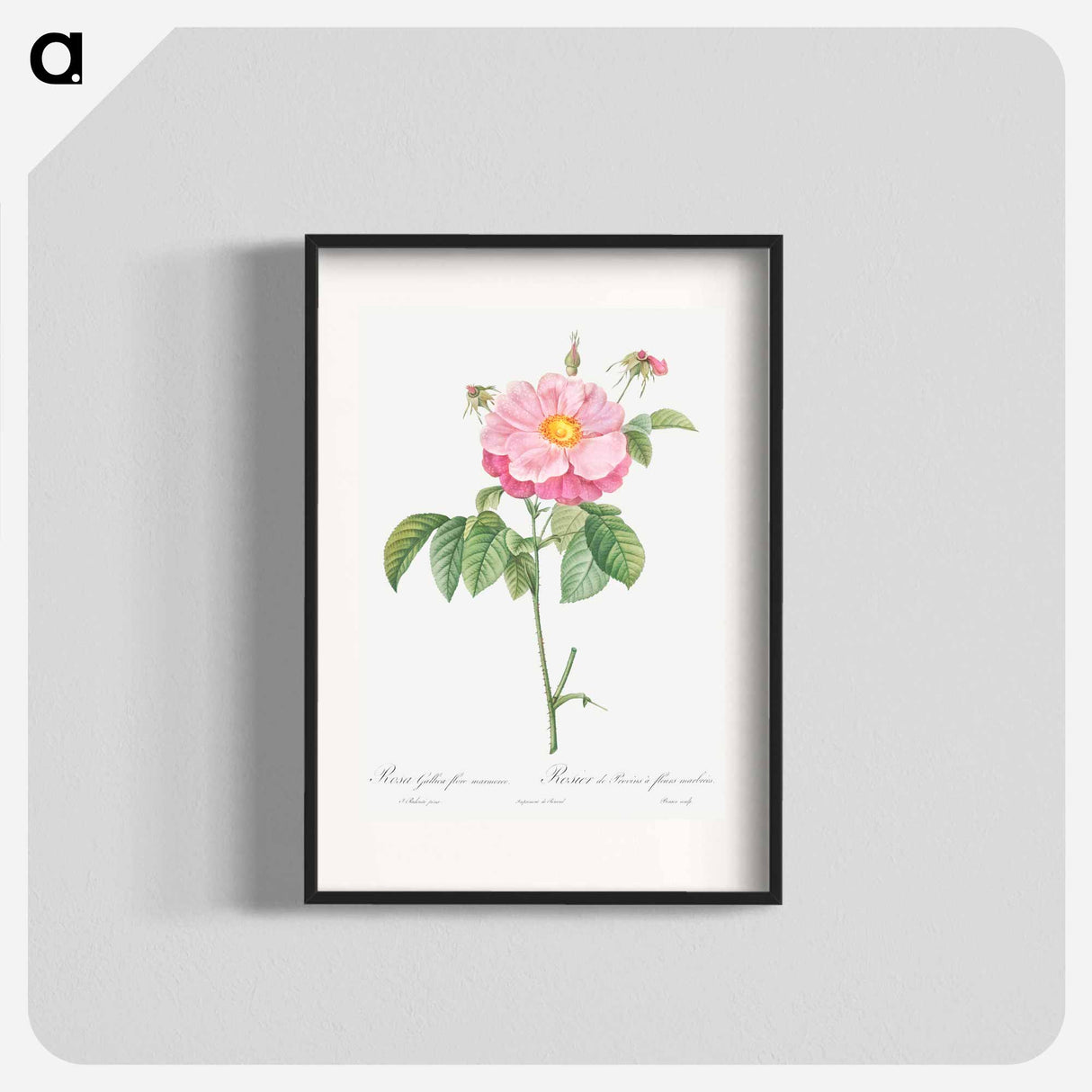 Marbled or speckled Provins rose, Rosa gallica flore marmoreo - ピエール ジョゼフ ルドゥーテ Poster.