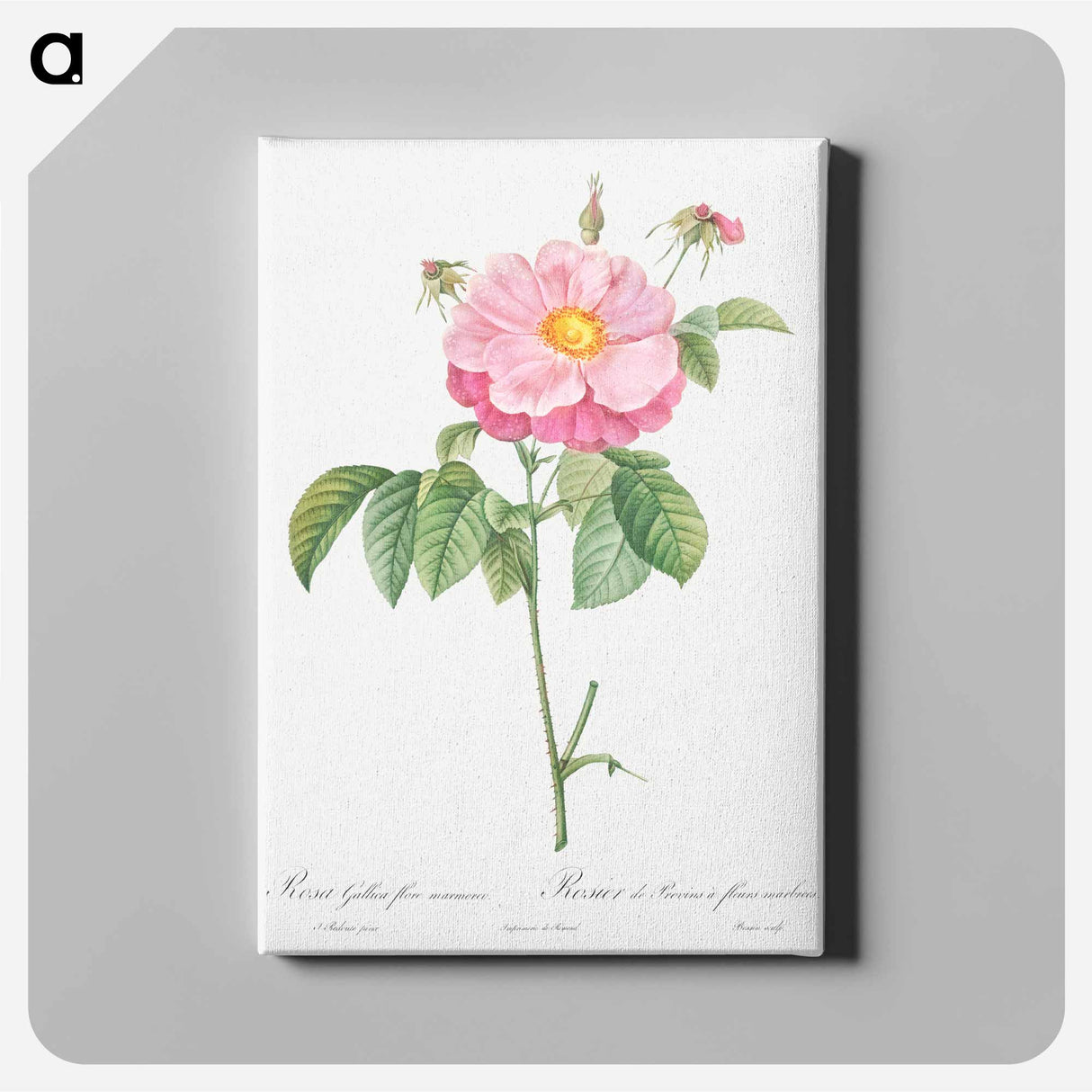 アートパネル-Marbled or speckled Provins rose, Rosa gallica flore marmoreo - ピエール ジョゼフ ルドゥーテ Canvas.