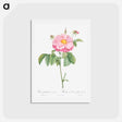アートポストカード-Marbled or speckled Provins rose, Rosa gallica flore marmoreo - ピエール ジョゼフ ルドゥーテ Postcard.