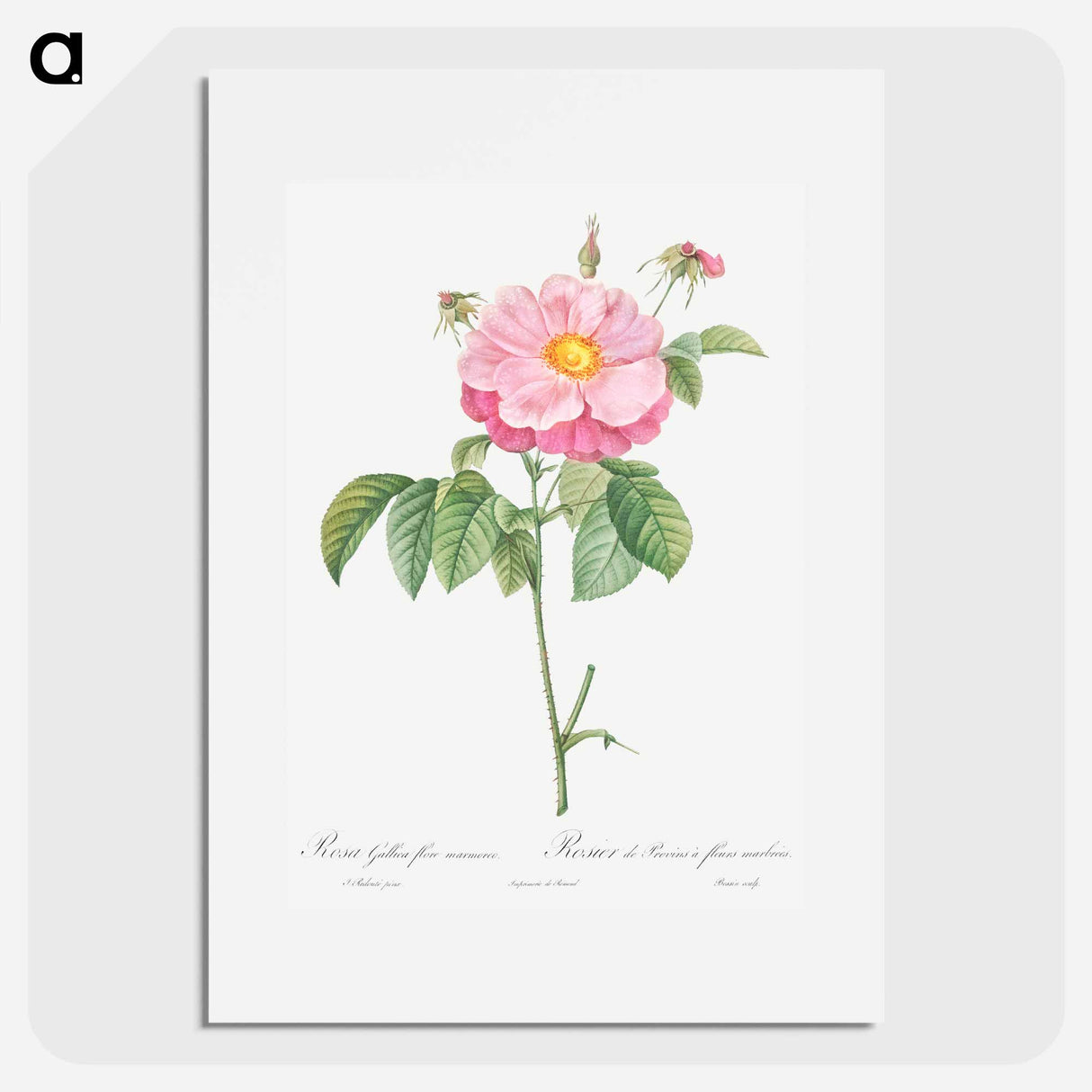 Marbled or speckled Provins rose, Rosa gallica flore marmoreo - ピエール ジョゼフ ルドゥーテ Poster.