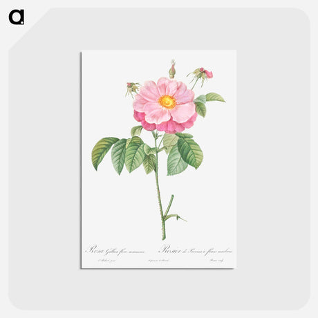 アートポストカード-Marbled or speckled Provins rose, Rosa gallica flore marmoreo - ピエール ジョゼフ ルドゥーテ Postcard.
