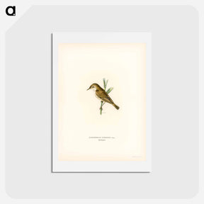 アートポストカード-Red Warbler
 - スヴェンスカ フォグラル Postcard.
