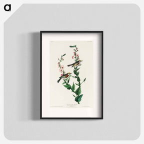アートポスター-Chestnut-sided Warbler from Birds of America
 - アメリカの鳥たち Poster.