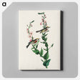 アートパネル-Chestnut-sided Warbler from Birds of America
 - アメリカの鳥たち Canvas.
