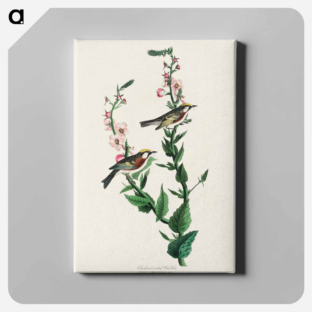 アートパネル-Chestnut-sided Warbler from Birds of America
 - アメリカの鳥たち Canvas.