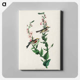アートパネル-Chestnut-sided Warbler from Birds of America
 - アメリカの鳥たち Canvas.