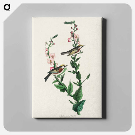 アートパネル-Chestnut-sided Warbler from Birds of America
 - アメリカの鳥たち Canvas.