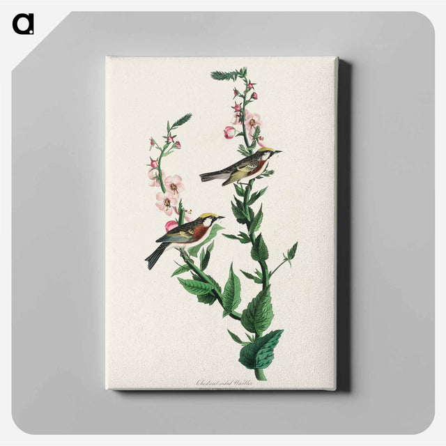 アートパネル-Chestnut-sided Warbler from Birds of America
 - アメリカの鳥たち Canvas.