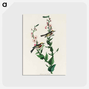 アートポストカード-Chestnut-sided Warbler from Birds of America
 - アメリカの鳥たち Postcard.
